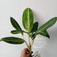 ☒▥(2) Aglaonema Varieties Uprooted Live Plants (LUZON ONLY)