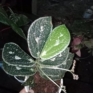 tanaman elatostema sp borneo rawatan dewasa