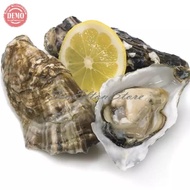 Kerang Tiram Oyster Segar Seafood Fresh Kualitas GARANSI SEGAR