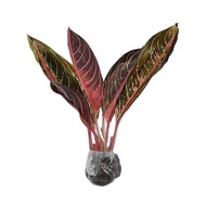 Bibit Bunga Aglonema Red Sumatra