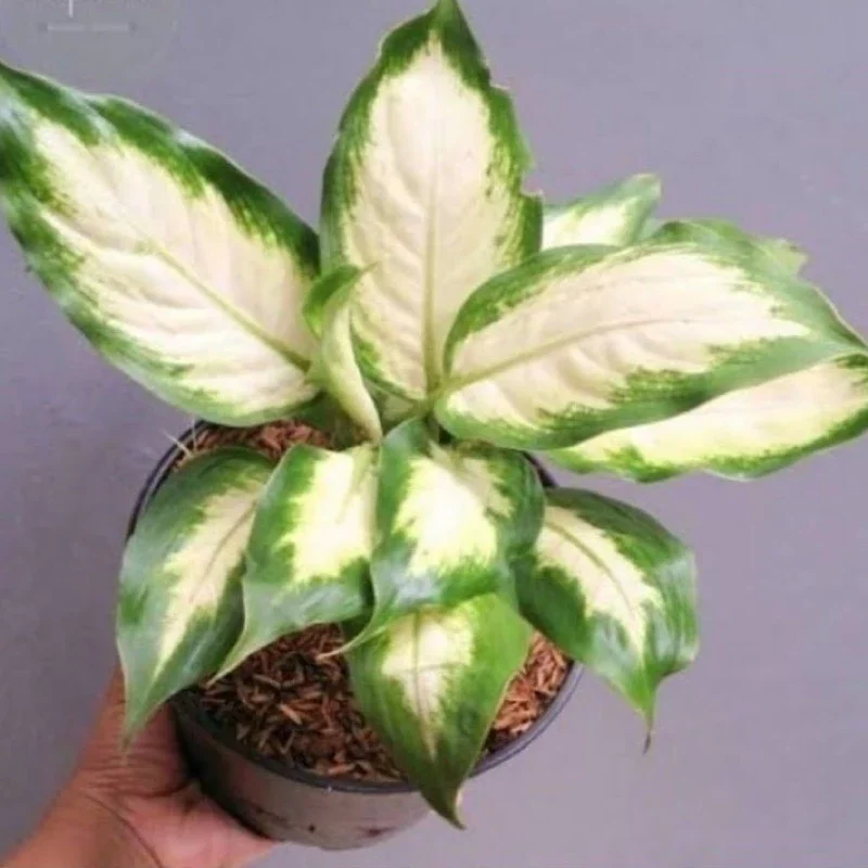 Tanaman hias blanceng susu / Pohon Aglo blanceng susu