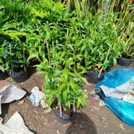 Cây Dạ Lý Hương ( hàng đẹp )