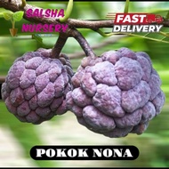 Pokok Nona Serikaya | Pokok nona cepat berbuah