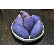 Anak Pokok Akebi Ungu/Purple