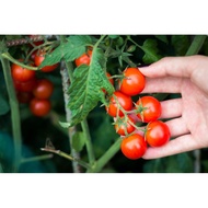 Tomato Ceri 🍅 : Tomato Cherry