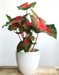 Caladium Red Star Plant - Live Plant