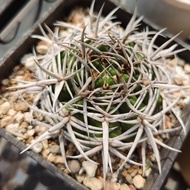 Premium Green Rock Jade Cactus Real Live Strong Spiny Cactus Succulent Plant Potted Rare Imported In