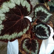 Tananan Hias Begonia Rex Mutiara Ungu/Tanaman Hias Begonia Rex Ungu