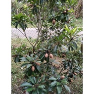 Anak Pokok Ciku  Biasa / Ciku Sawa (Sawo Nila) Hybrid