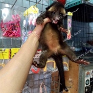 musang bulan