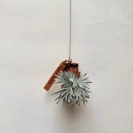 皮革製 侏儒爪哇鹿角蕨_送禮/收藏