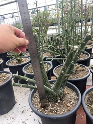 球腺蔓 (多肉植物，塊根植物，球根植物，龍舌蘭，大型多肉植物，仙人掌，仙人球，仙人頭，石化，綴，菊水，海鮮，草球，牡丹，玉露，室內外，戶外，夠光)