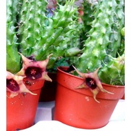 Succulents-Huernia 388