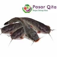 Ikan Lele Segar - 500 gram ( Pasar Qita Tangerang )