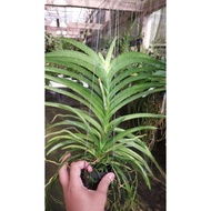 Anggrek vanda beranak