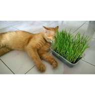 🔥HOT DEAL🔥 Wheat grass seed/ pet grass seed / biji benih gandum / benih cat grass