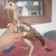 Anakan Ayam Trah import PAMA ninja BL ayam Jawara