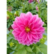 DAHLIA KAMPUNG (READY STOCK LIMITED)
