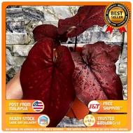 CALADIUM RED STONE/ URAT HITAM/ URAT PUTIH/ THAI SIAM