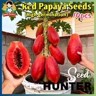 100% Authentic Red Papaya Seeds Dwarf Papaya Seeds for Planting Fruits (High Germination, 10pcs) Swe