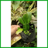 ▧ ♝ Crab Cactus (live plant)