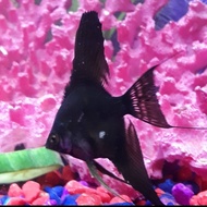 angelfish black angel manfish - ikan layang hitam
