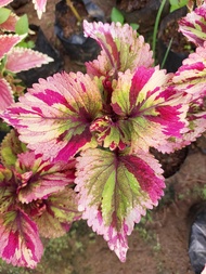 Mayana Coleus Maroon Tilt-a-Whirl (Super Rare Mayana) with FREE plastic pot, pebbles and soil. Real Plants not Seeds / Outdoor Plant / Plants fo Sale.