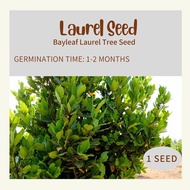 Bayleaf Laurel Seeds Tree Seed 1pc