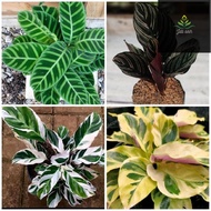 paket 4 bunga calathea/calathe tissue white/calathea tissue yellow/calathea zebrina/calathea ornata