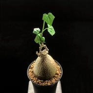 SG2682-銀葉睡布袋優選株🔥多肉植物小盆栽禮物🔥