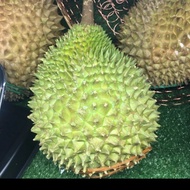 Durian musang king utuh fresh / durian malaysia no 1