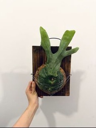女王 鹿角蕨 已上板