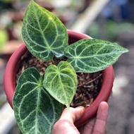 anthurium dorayaki silver varigata mint (kuping gajah) koleksian