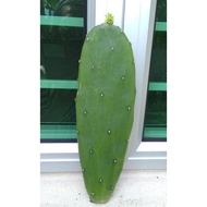 Malaysia Stock Edible Thornless Cactus (Opuntia) Kaktus Tak Berduri Cuttings / Keratan No Pesticides