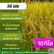 พันธุ์​ข้าว​ ข้าวเหนียว CP888 ซีพี888 นาปี นาปรัง ไม่ไวแสง เมล็ดเรียว นุ่ม 1-20 กก. คูลเกษตร ไรซ์ KR