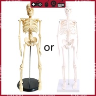 STA Human Skeleton Model for Anatomy 17 Mini Human Skeleton Model with Movable Arms Legs Scientific 