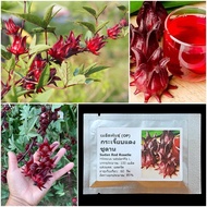 เมล็ดพันธุ์ กระเจี๊ยบ แดงซูดาน Sudan Red Roselle Seed 100 เมล็ด คุณภาพดี ของแท้ 100%