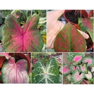 Caladium Aaron /Blaze/tembikai/rosebud/black magic/miss muffet/ red flash/ ace of heart/ green spider