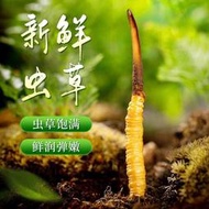 西藏那曲野生新鮮冬蟲夏草鮮草30根頭期鮮蟲草禮盒裝.野生蟲草