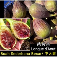 Tut Pokok Tin Pelbagai Jenis Pada Satu Pokok 无花果 高压 一树多品