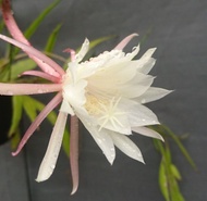 迷你曇花