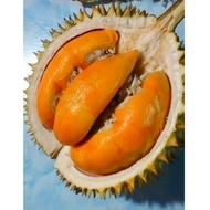 ANAK POKOK DURIAN MANIK URAI (Bunga merah) HYBRID