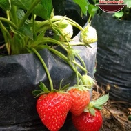 bibit tanaman strawberry nyoho buah manis