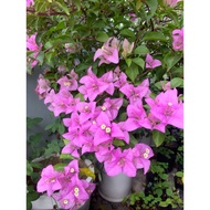 Formosa bougainvillea (small gourd) natural plant