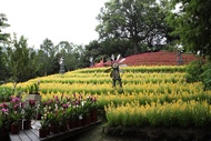 苗栗旅遊｜新社薰衣草.台中紙箱王.卓也藍染DIY.花露農場.農場採蔬果.鯉魚潭水庫.巧克力雲莊.卓也二日｜大人囝仔