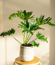 小天使蔓綠絨落地盆栽 人氣網美觀葉植物 居家辦公室擺飾