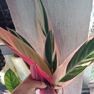 ◆ ✷ ◎ Available Live plants for sale (Calathea Triostar)