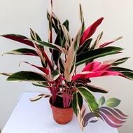Calathea Triostar by LS Group