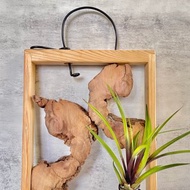 【檜木與香樟】背靠背的美感| 空氣鳳梨。空氣鐵蘭