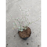 ♞,♘,♙Variegated African Talisay Tree  Variety